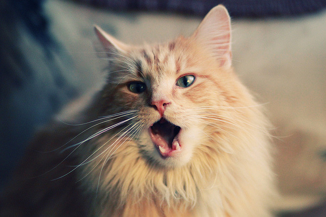 _雄鹿字母哥再度三双,带队取胜_,雄鹿字母哥打什么位置