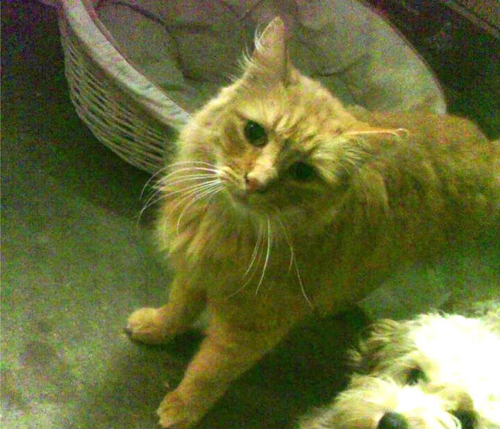 九游网页版入口-_雄鹿字母哥继续发威，领跑联盟_，nba雄鹿字母哥简历