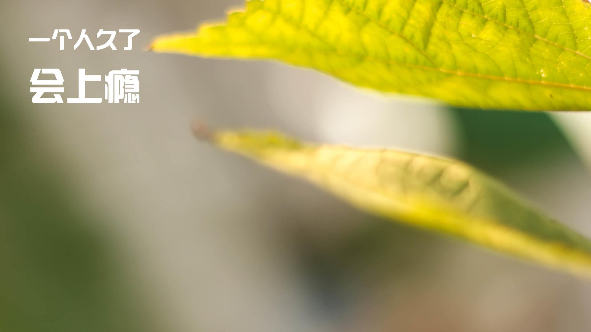 墨西哥马术协会举办青少年马术交流活动，促进国际友谊。，墨西哥马拉松