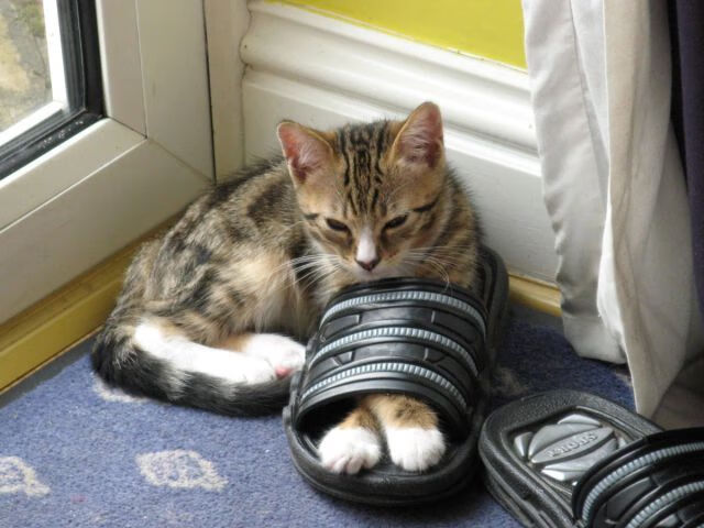 墨西哥马术协会出版“Charreada”历史专著，记录赛事发展历程。，墨西哥马拉松运动员