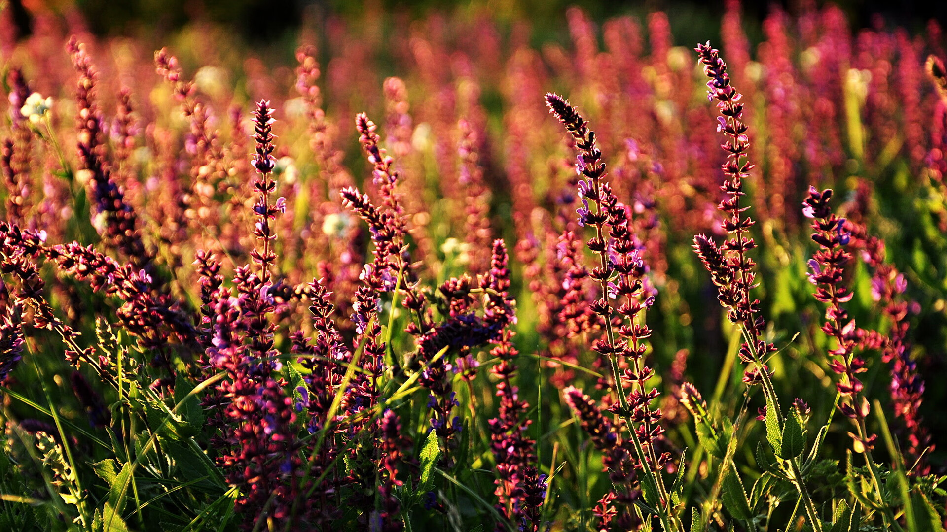 篮球英雄：讲述当代球星的传奇人生，篮球球星资料