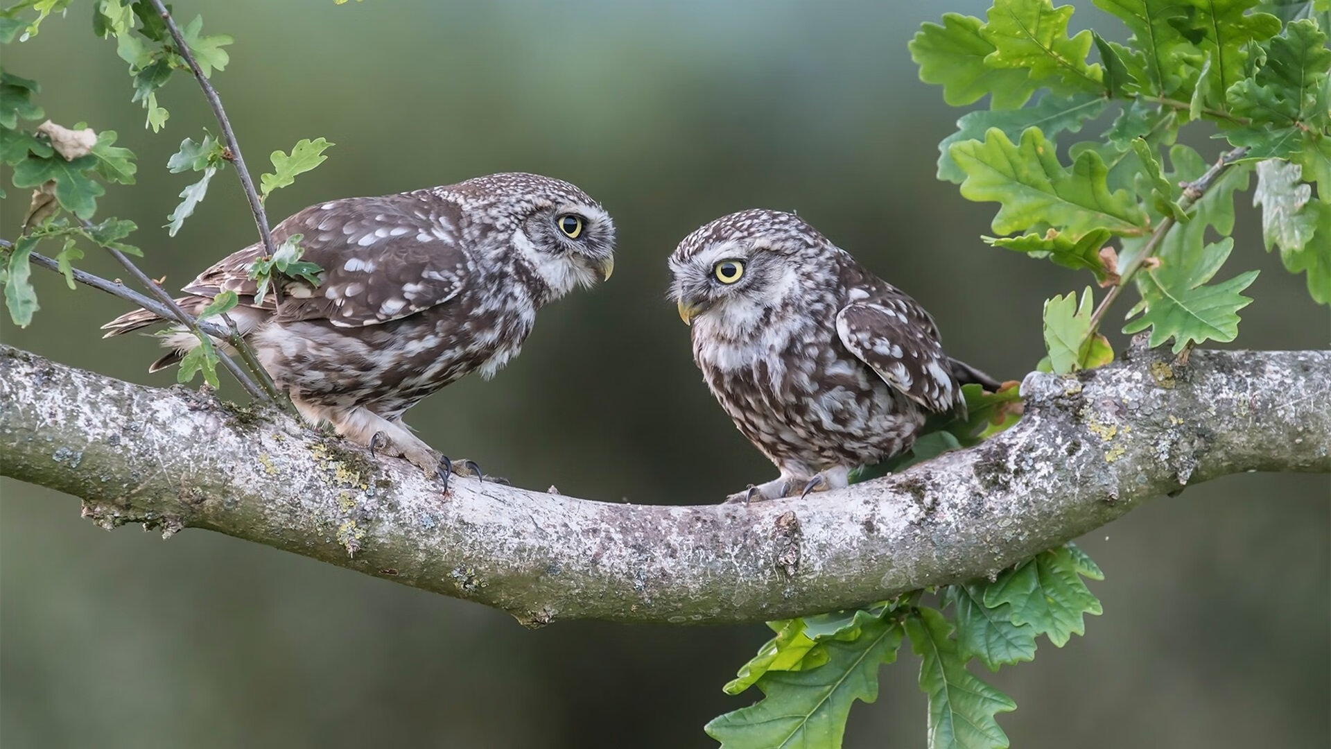 华山杯篮球赛即将拉开序幕，球迷热情高涨，华山绿地篮球场开放时间