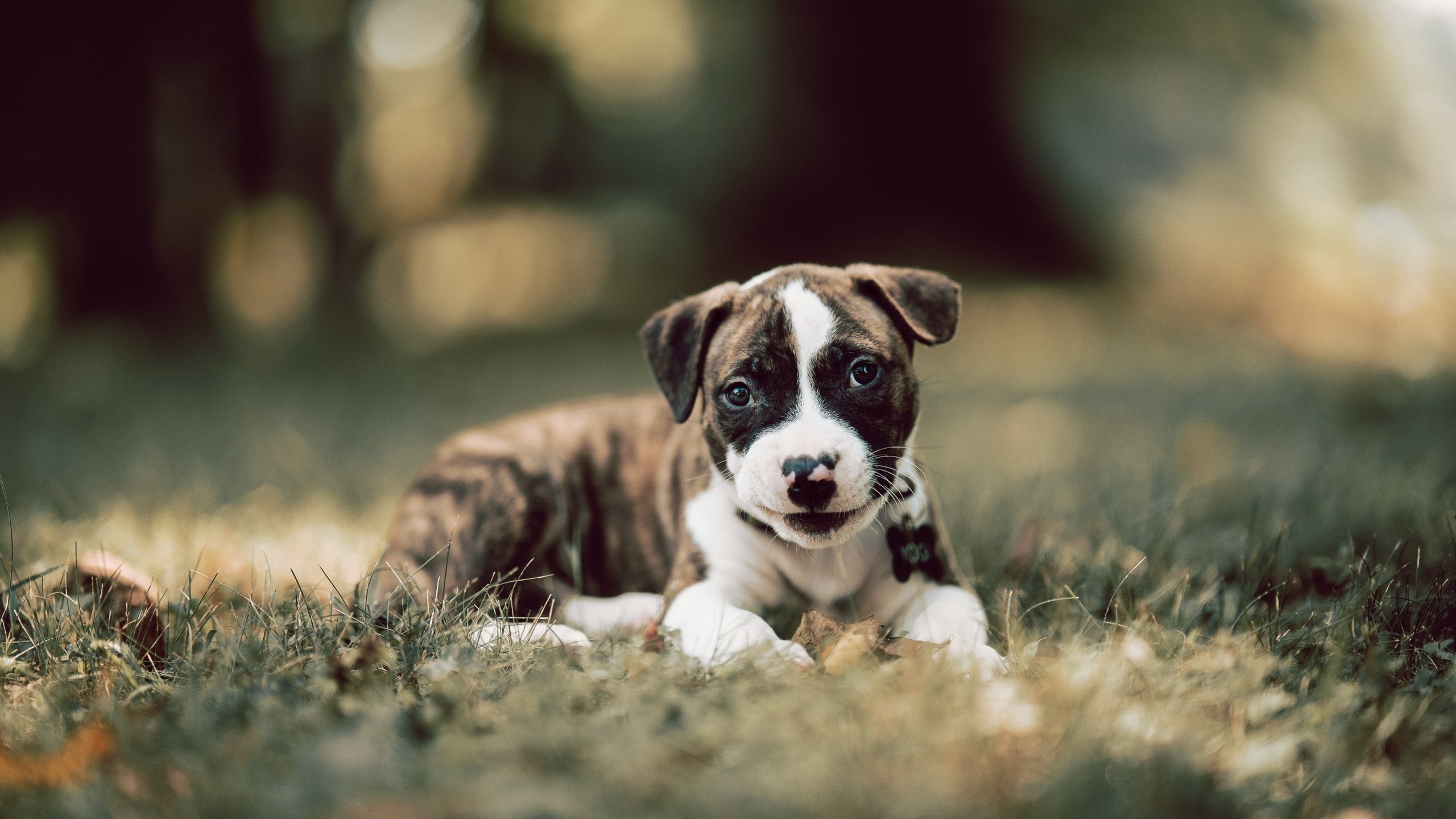 九游app官网下载-国际邀请赛门票火爆销售，国际邀请赛互动指南预测