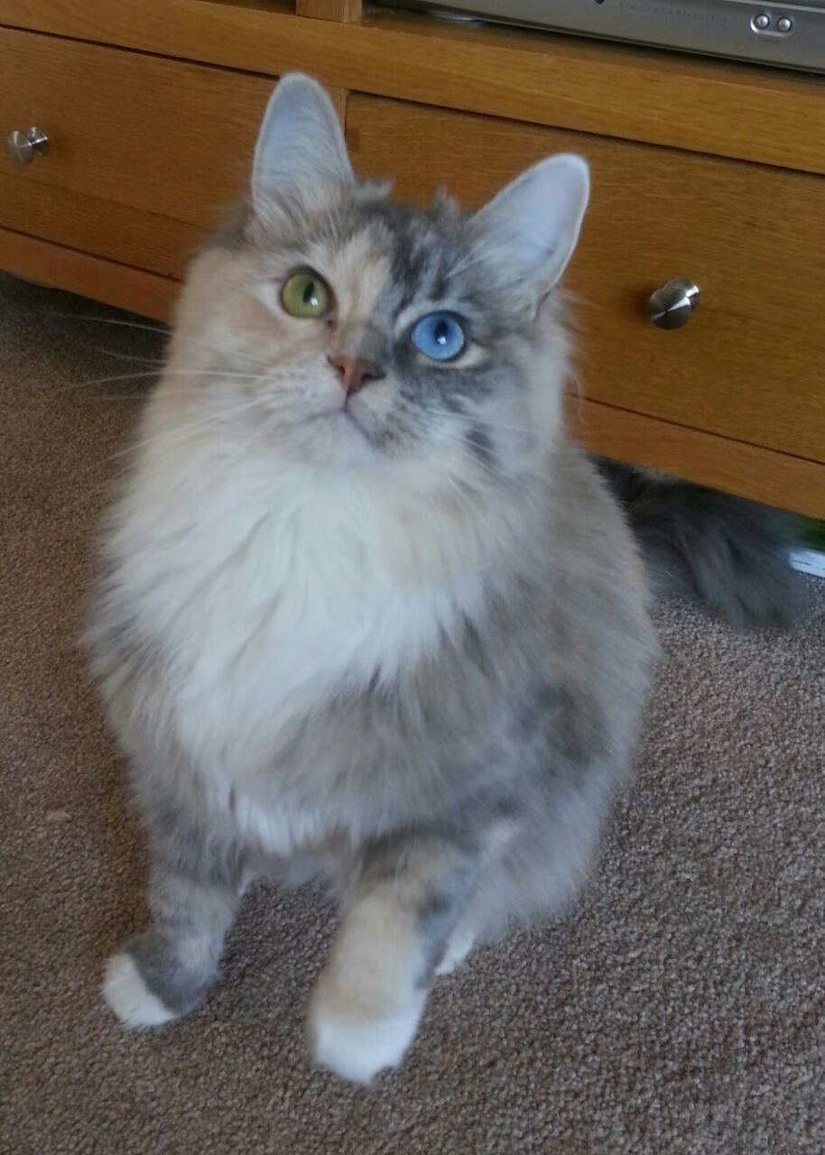 那不勒斯击败佛罗伦萨,继续保持不败,那不勒斯对佛罗伦萨比分