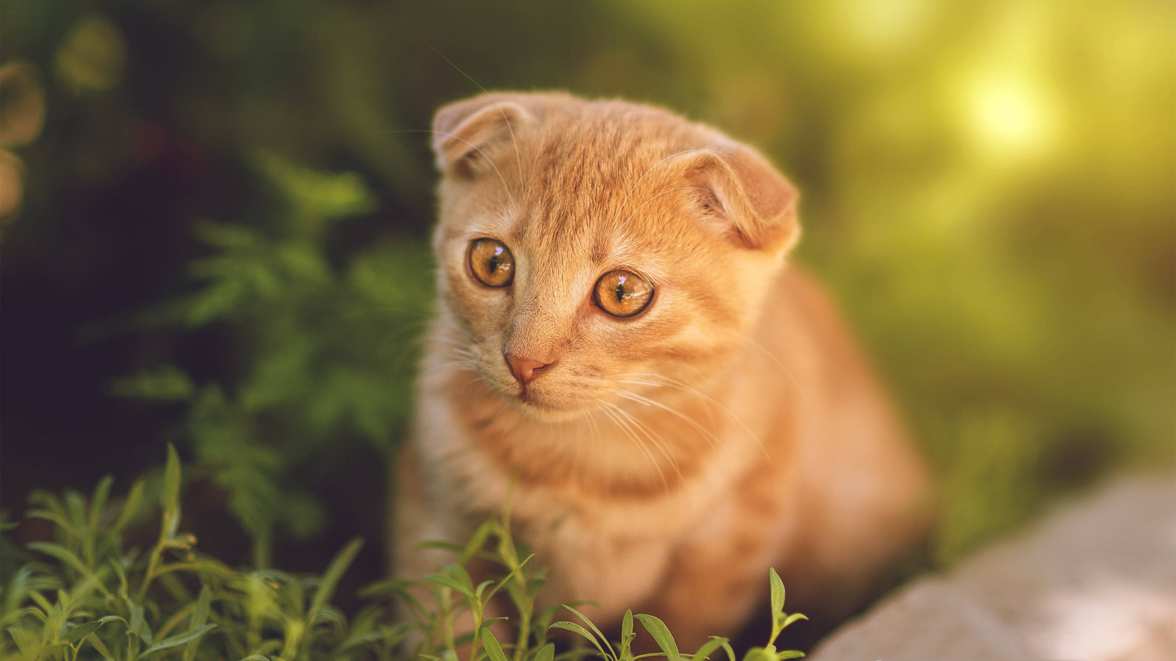 九游电脑版-体育赛事安全风险管理，体育赛事风险类型及防控措施