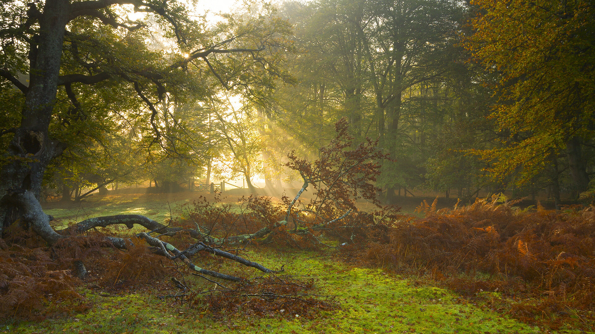 冷静观众看图多尔部署阵容未能有效抗热