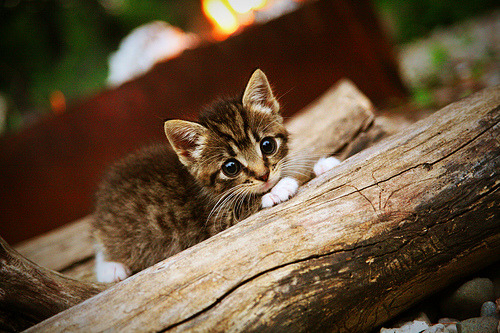 九游网页版入口-奥运备战团队建设日趋科学，奥运会备战办公室是什么单位