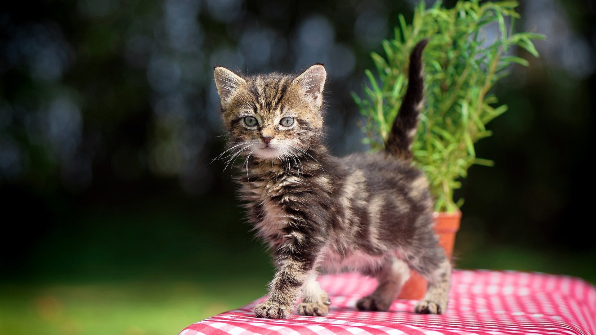 凯尔特人组织视频复盘剖析失误环节，凯尔特人celtics