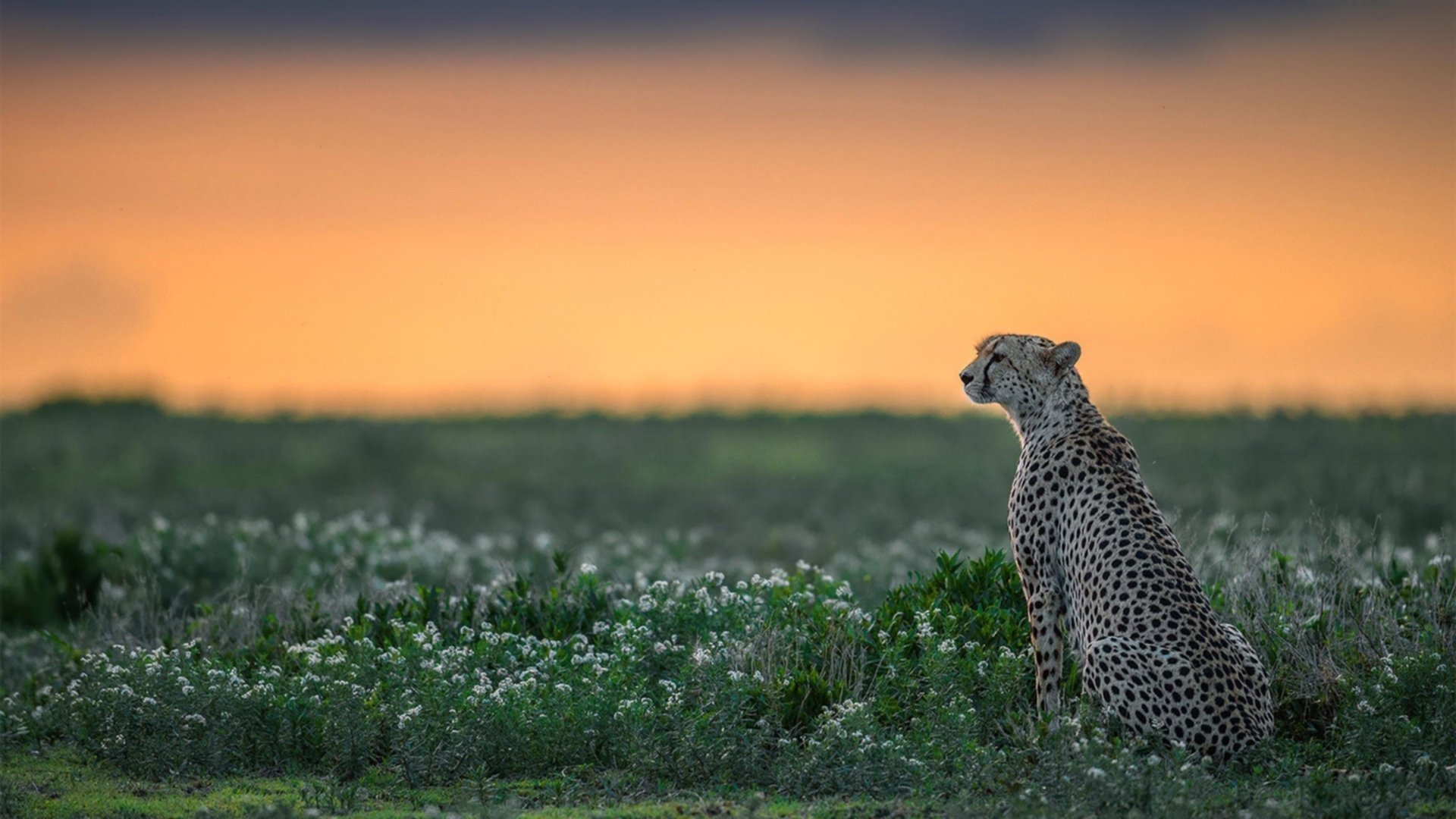 基：全黑队后防线的重要支柱，防守反应速度极快