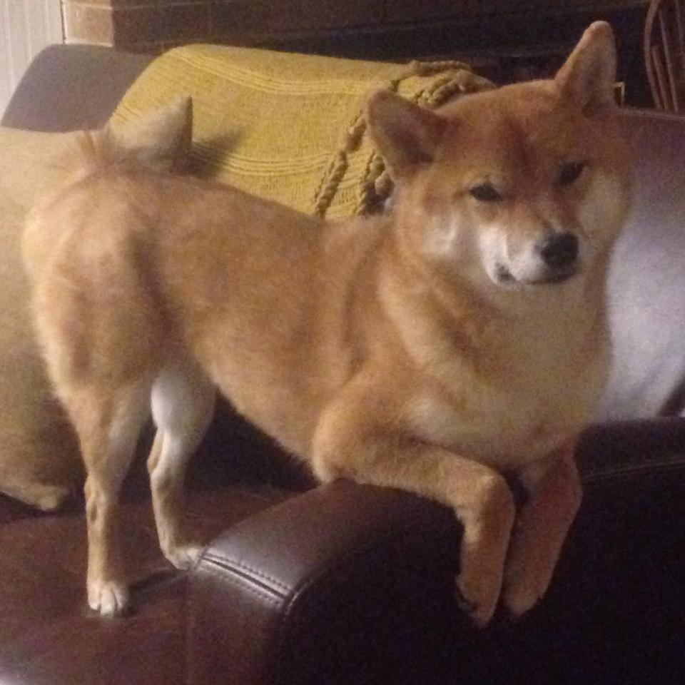 弗朗索瓦·霍尔茨豪伊泽：南非队稳固的战术基石，一次次成功组织进攻