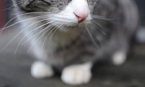 九游娱乐(jiuyou)官网-意甲经典瞬间：那些永远值得铭记的精彩，意甲 冠军