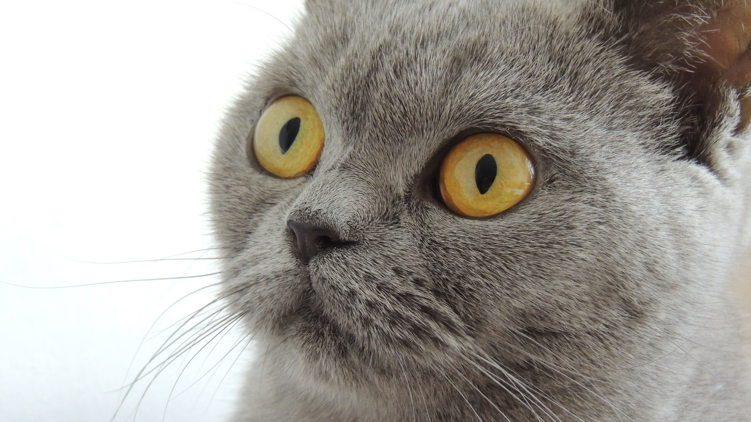 渡边一平200米蛙泳决赛展现强劲实力