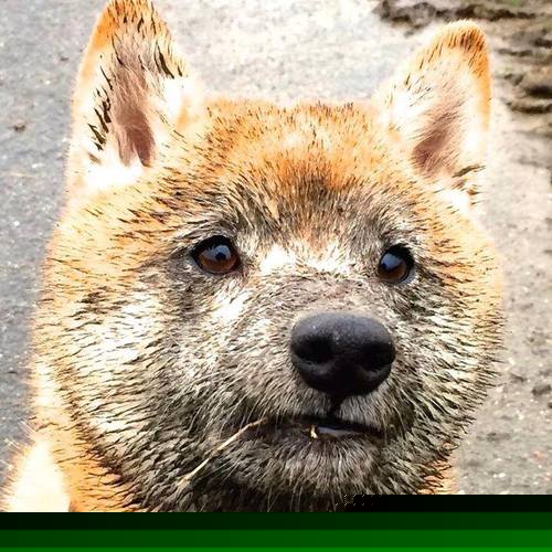 美洲杯明星纷纷亮相：拼搏、突破，点亮绿茵场，美洲杯人气