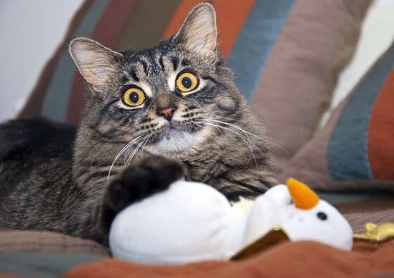 九游游戏中心官网-老鹰替补席贡献大幅提升成为关键支撑，老鹰队的比赛